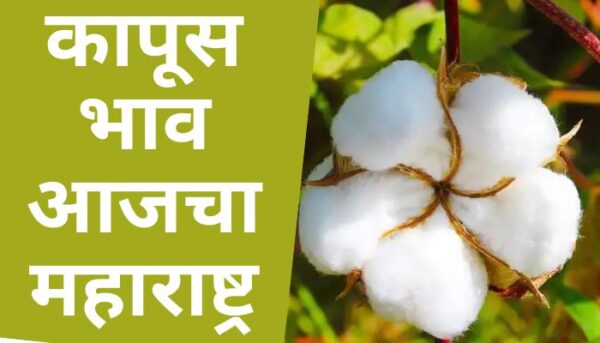 कापूस भाव आजचा महाराष्ट्र| Kapus Bhav today Maharashtra